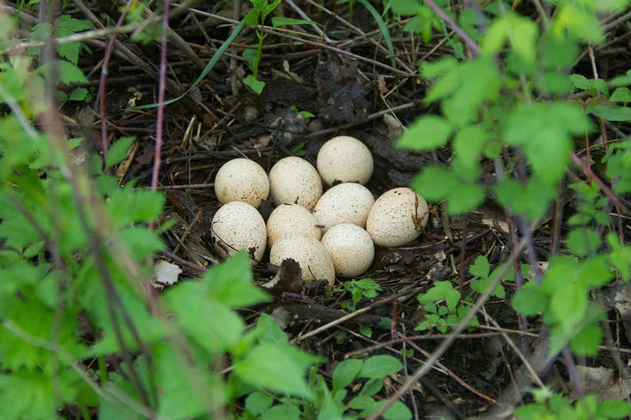 An eastern turkey nest.