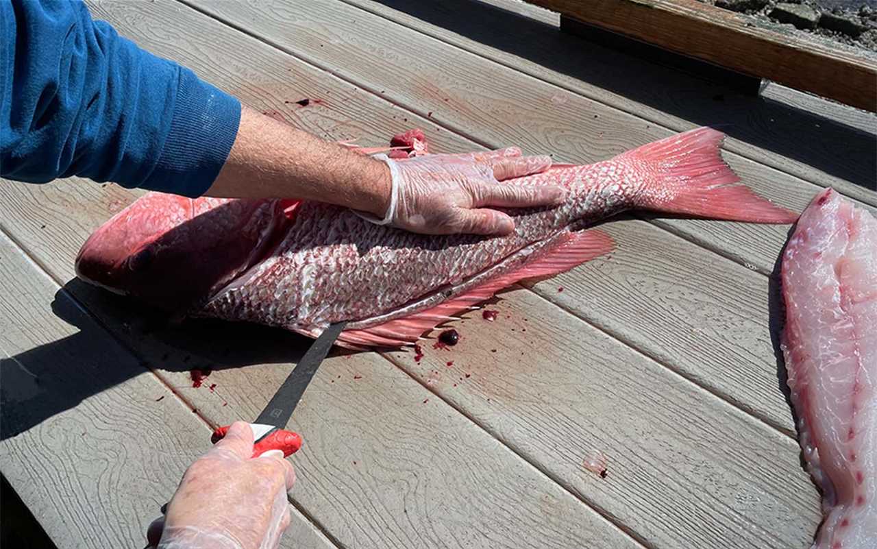 A hand cutting open a saltwater fish with a filet knife