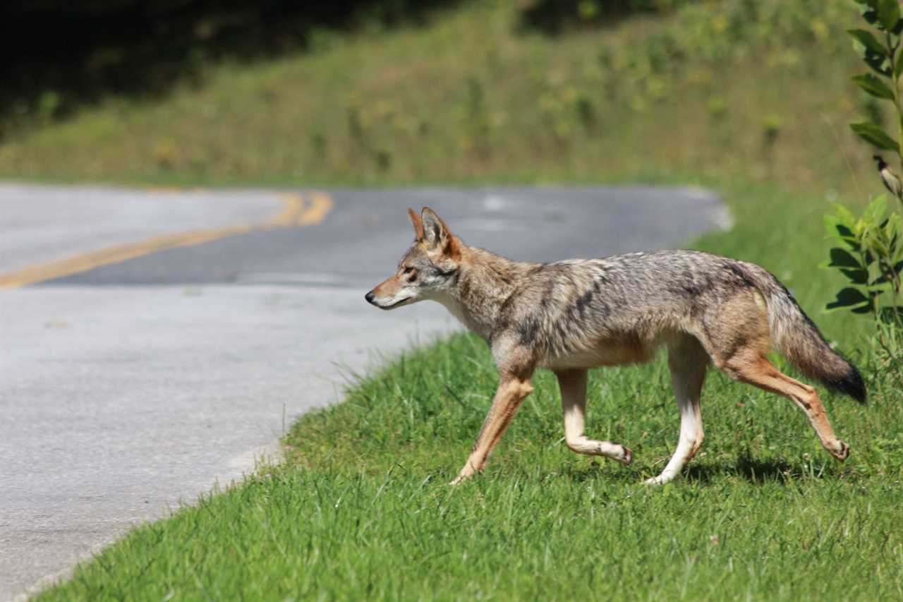 ohio coyote 1