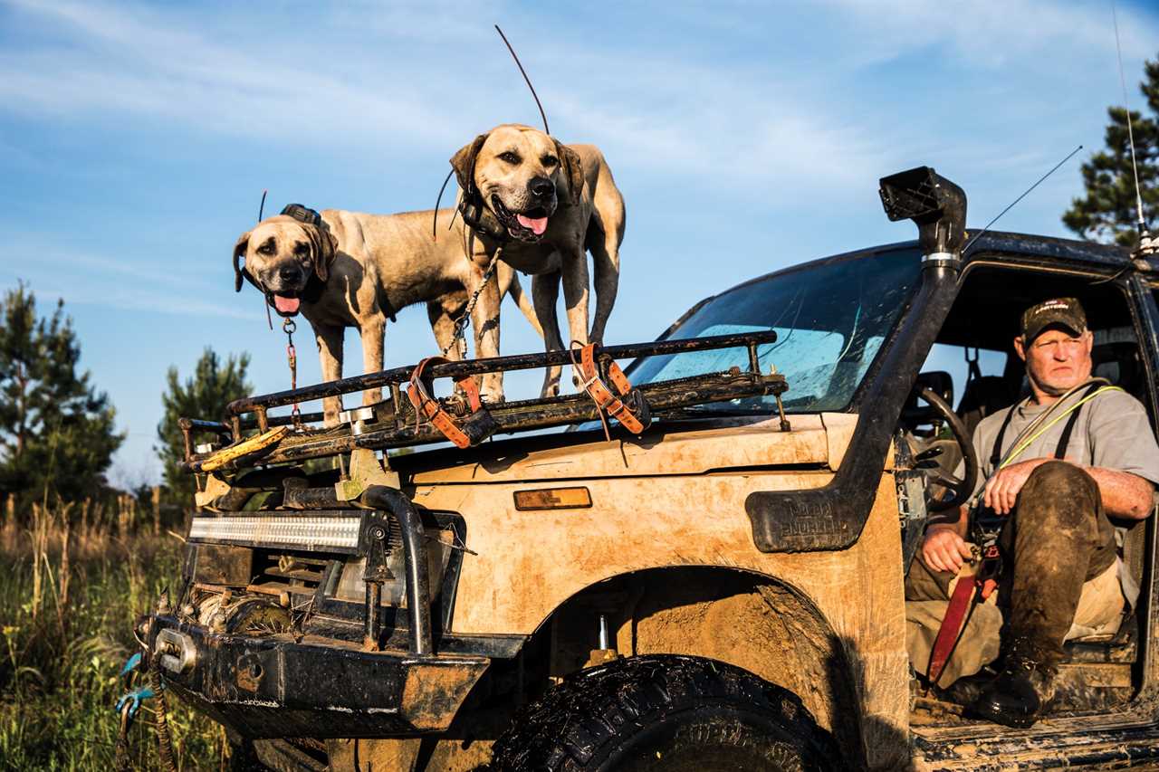 A pair of hog dogs leashed to the hood of a hog truck.