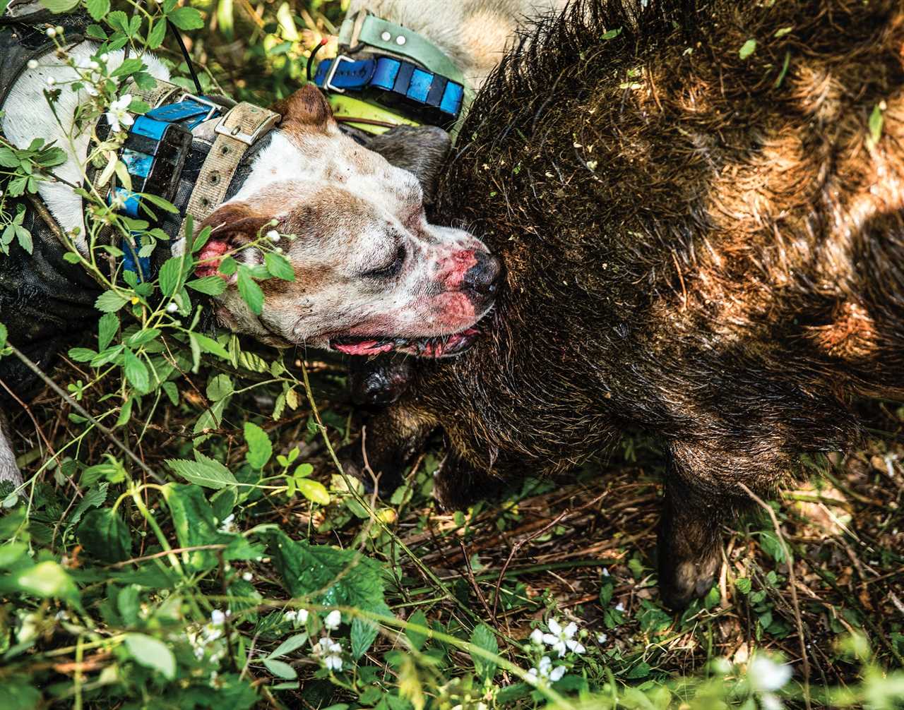 A catch dog holds a bayed hog.