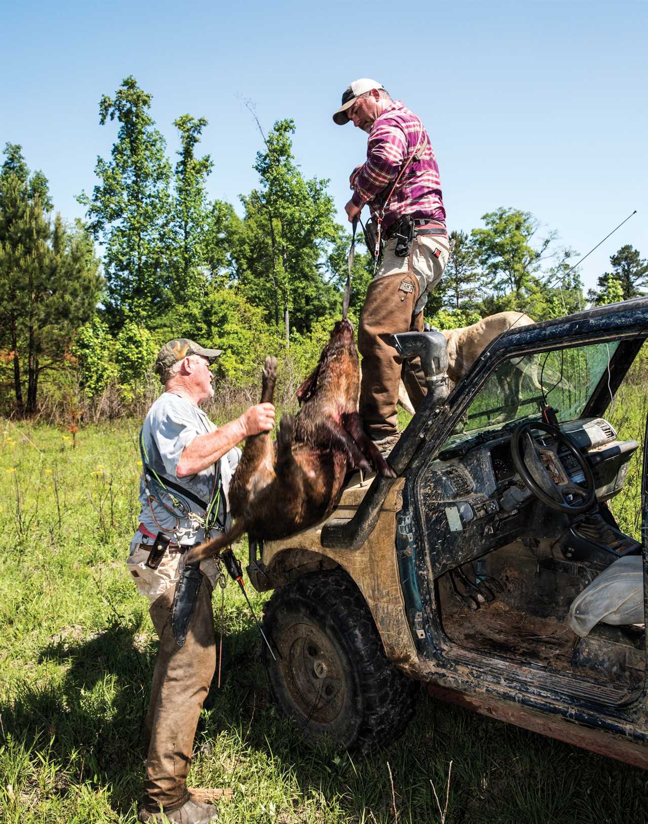 Loading up a wild hog into a rig.