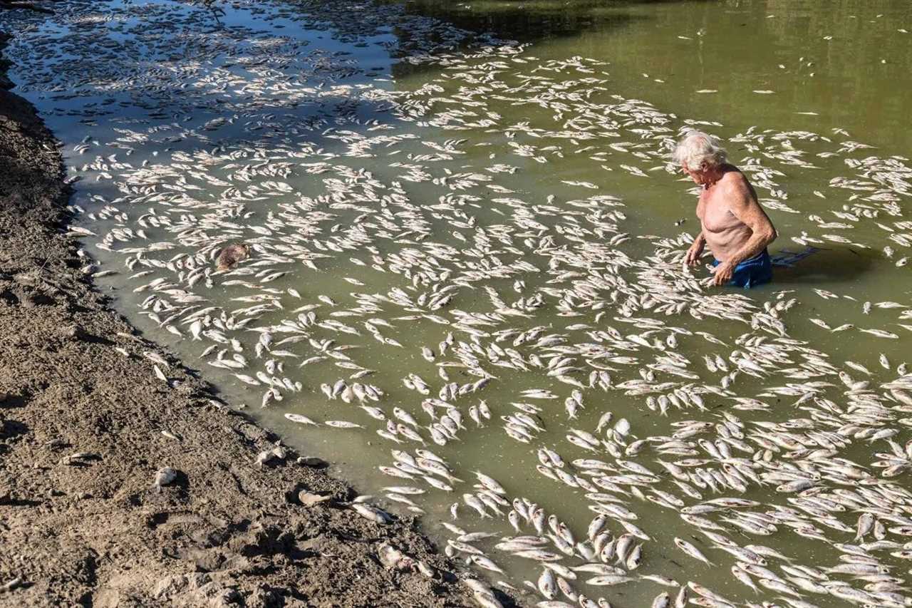 australia fish kill