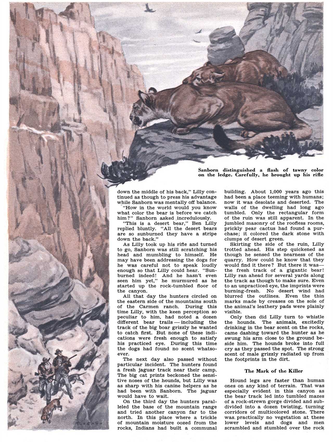 old magazine page showing cougar looking down at hunters and dogs from cliff
