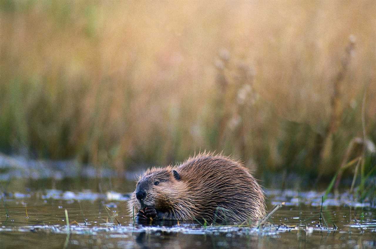 beaver trapping