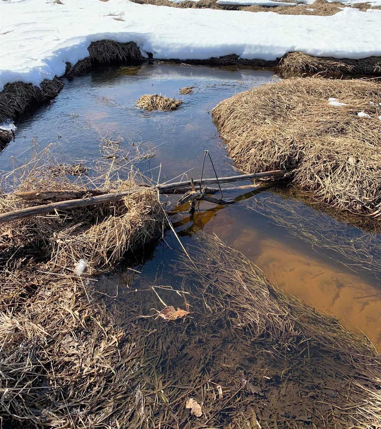 beaver traps