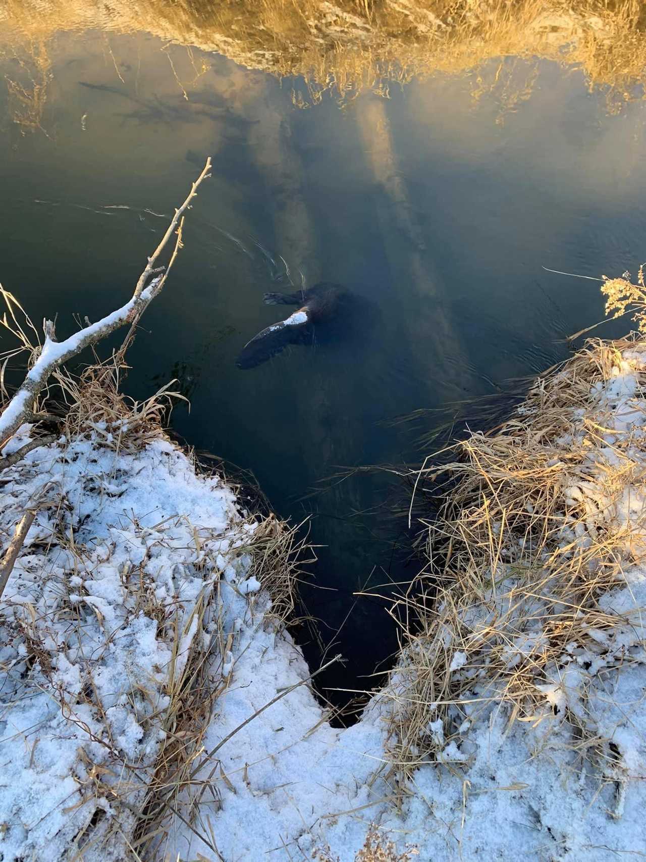 beaver trapping