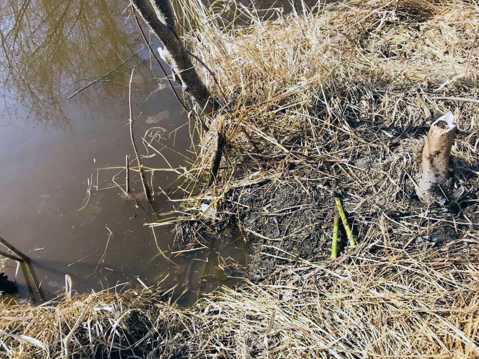 beaver trapping set