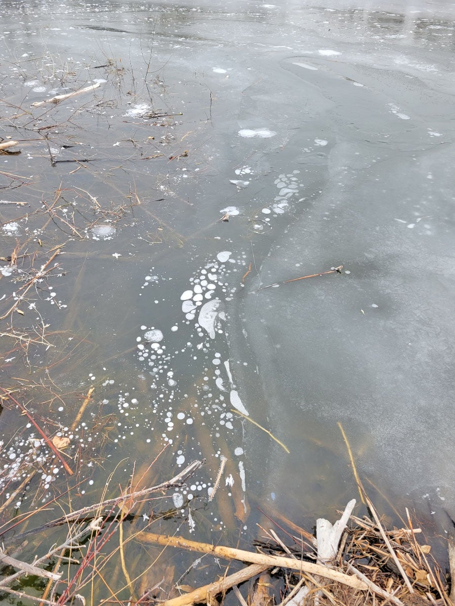 beaver trapping