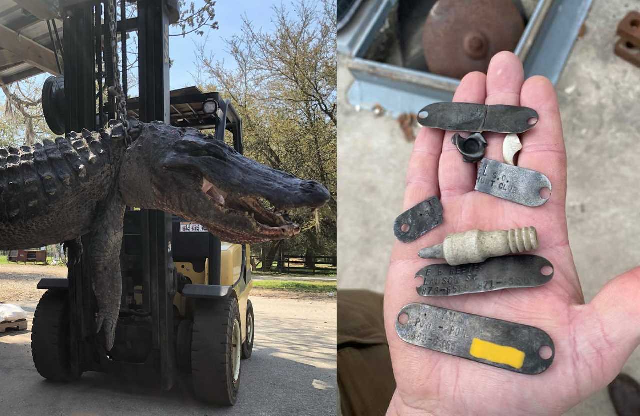 Alligator ate dogs, bobcat, spark plug