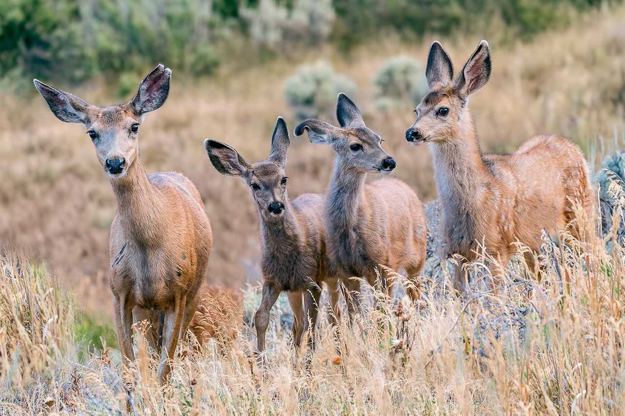 Wild Game Power Rankings: What Species Have the Best Shot at Surviving Climate Change?