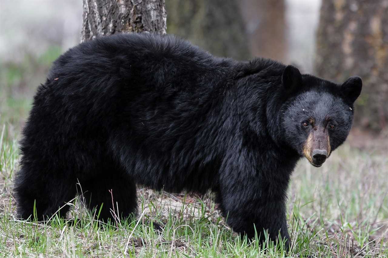 black bear