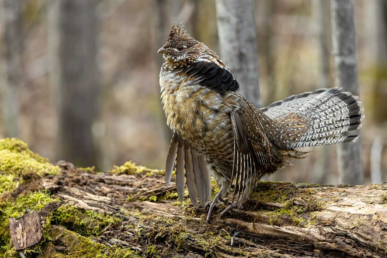 Wild Game Power Rankings: What Species Have the Best Shot at Surviving Climate Change?