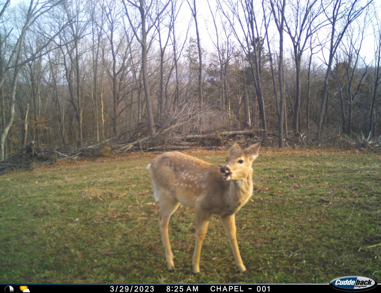 fawn with spots in march