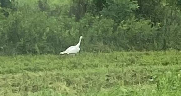 leucistic wild turkey missouri field