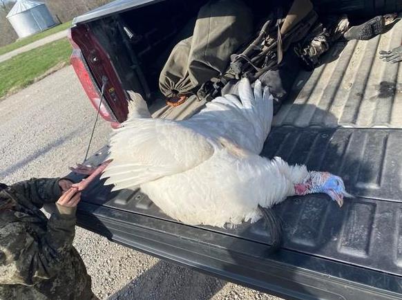 leucistic white turkey missouri