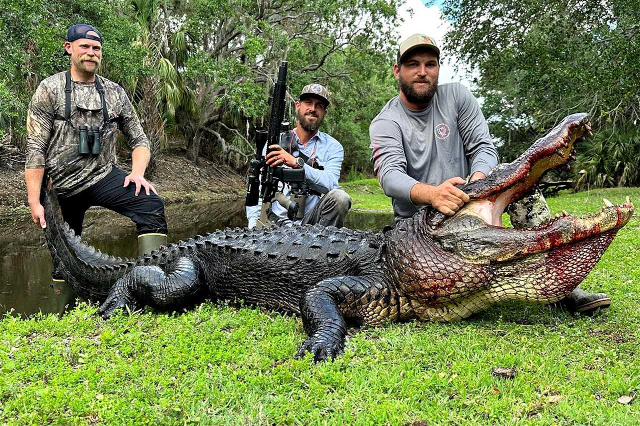 florida ranch alligator