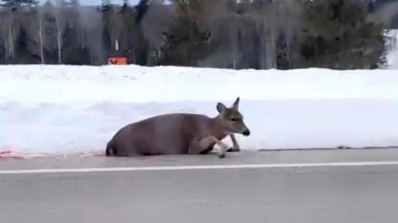 College Student Who Ran Over Deer for Laughs Could Face Jail Time