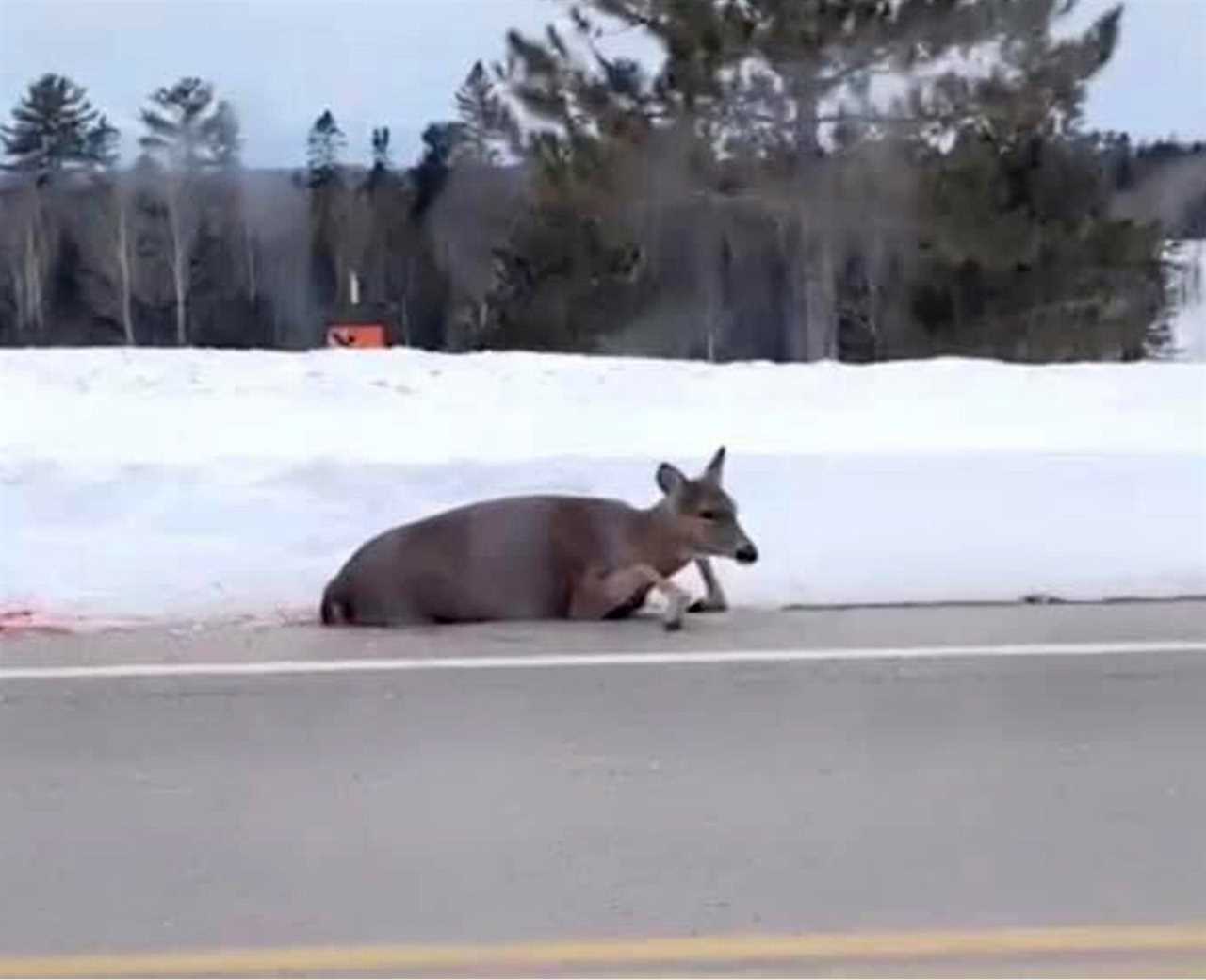 deer hit and run minnesota