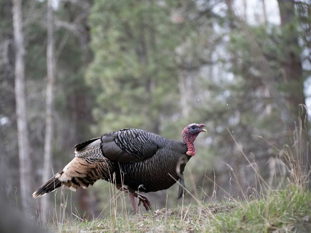 Wild turkey on public land.