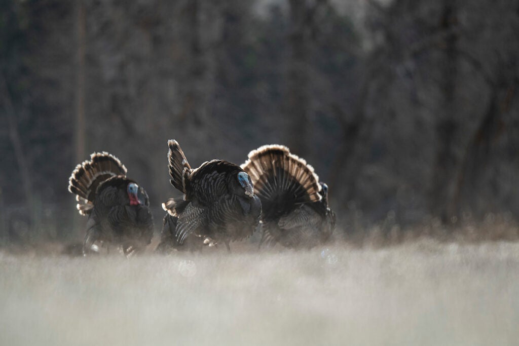 Strutting toms in a field.