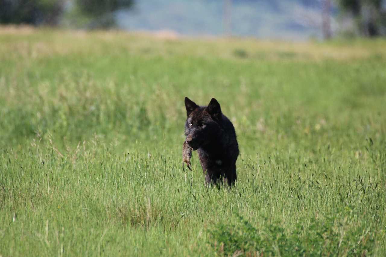 wolf eating small game