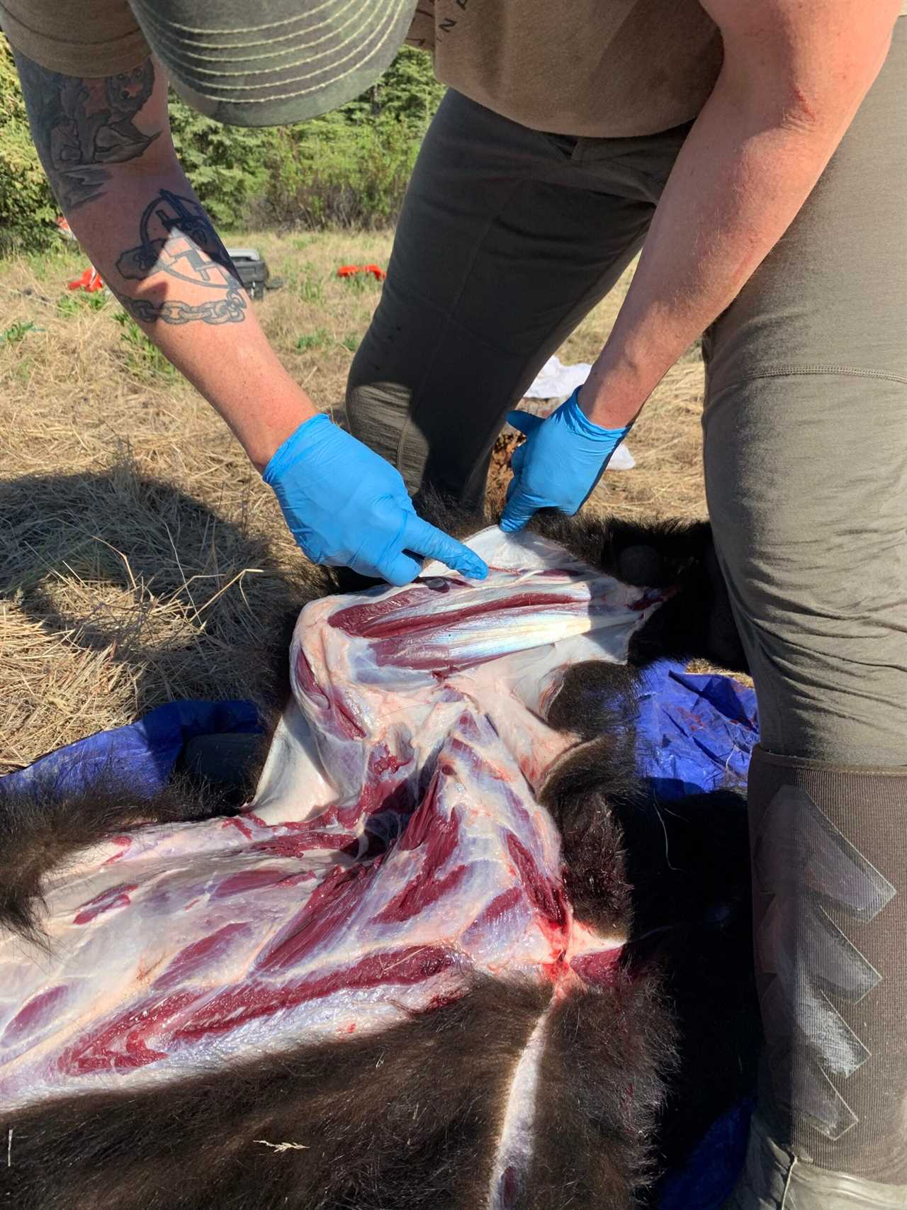 skinning a bear