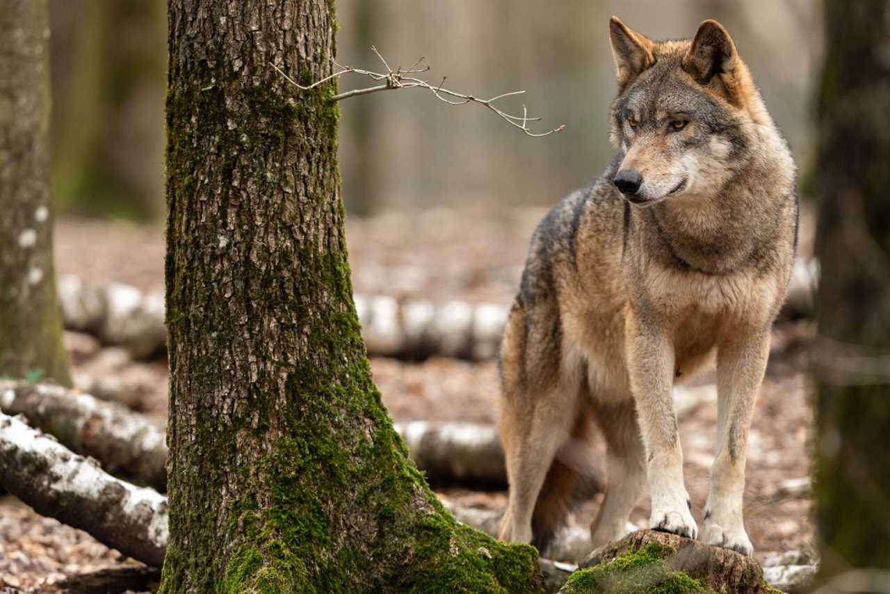 oregon man mauled by dog on mushroom hunt