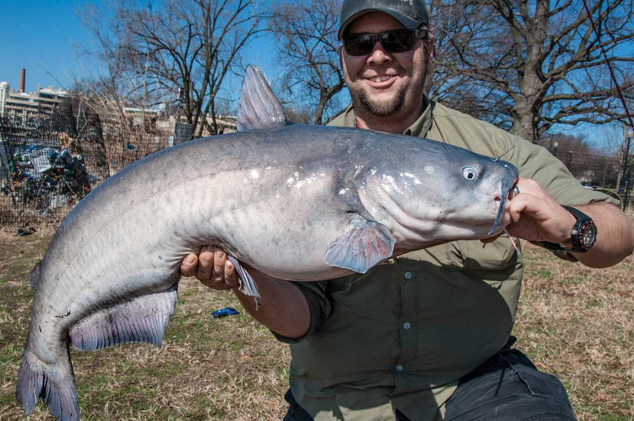 Fishing for Giant Blue Catfish in the Shadow of Capitol Hill