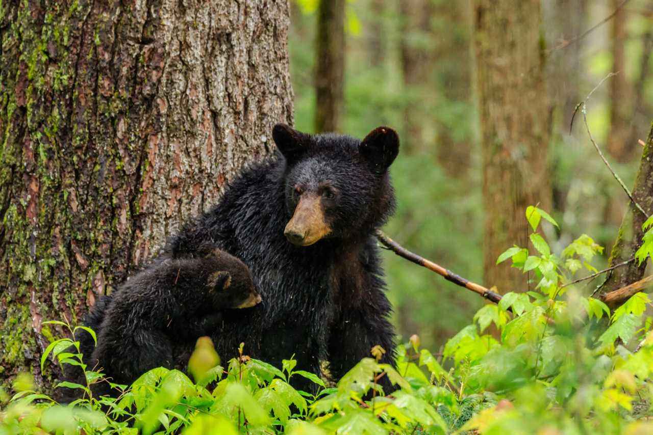 black bear with cubs