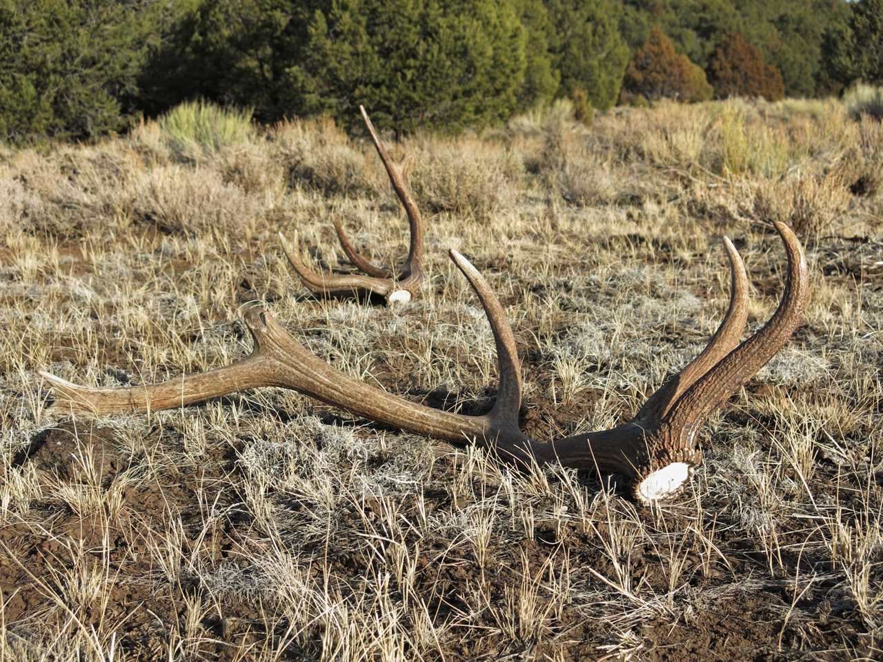 serial shed poacher wyo