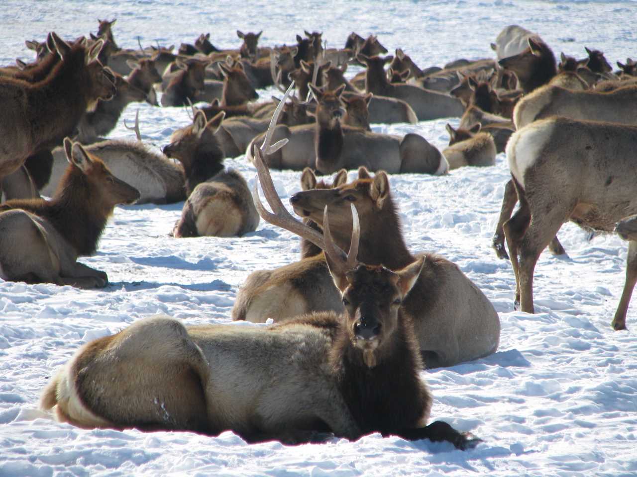 Antler Dealer Busted for Burying Shed Caches on Public Land Receives 5-Year Hunting Ban