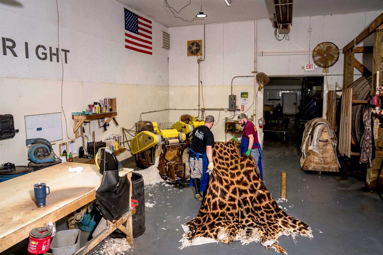 Two employees wash a giraffe hide at a tannery.