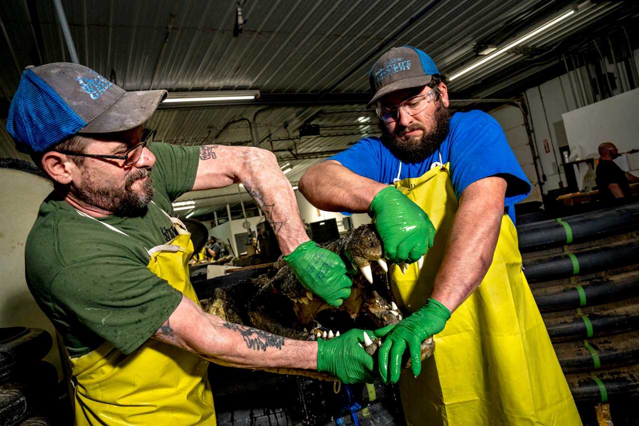 Two tannery employees pull a crocodile from a tanning solution.
