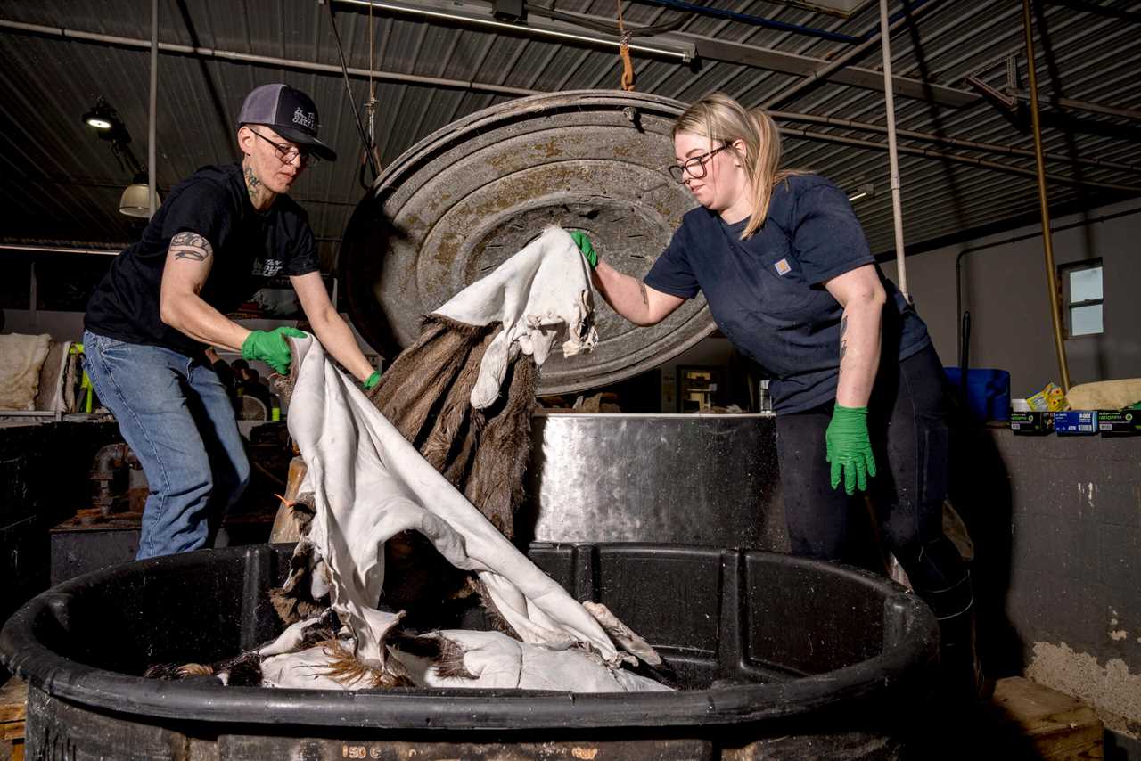 Tannery employees load hides into a dryer.