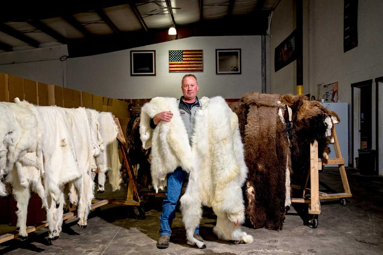 Wildlife Gallery vice president with sheep hides.