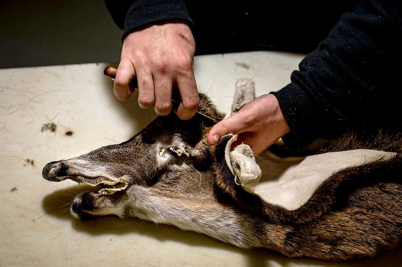 Grooming a whitetail cape.