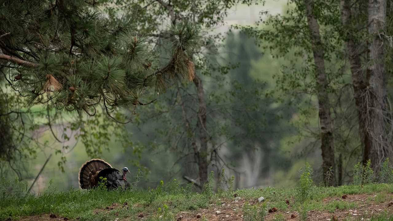 a turkey in green woods