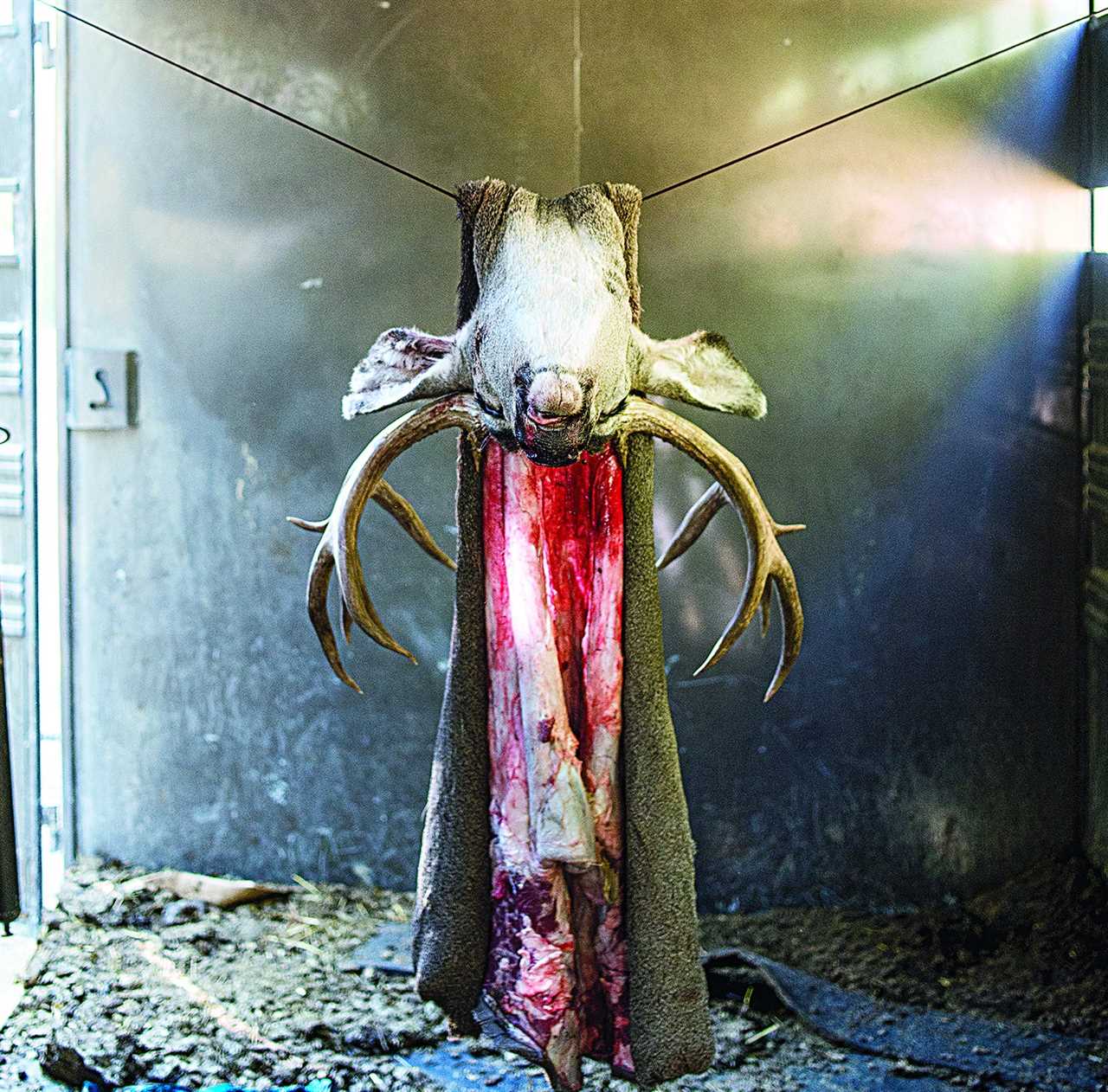 deer head and skin hang indoors to cool