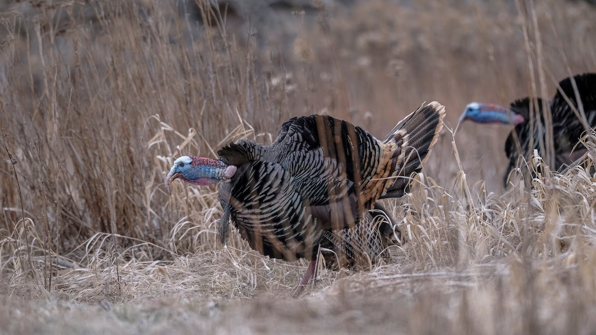 wild turkey gobbling