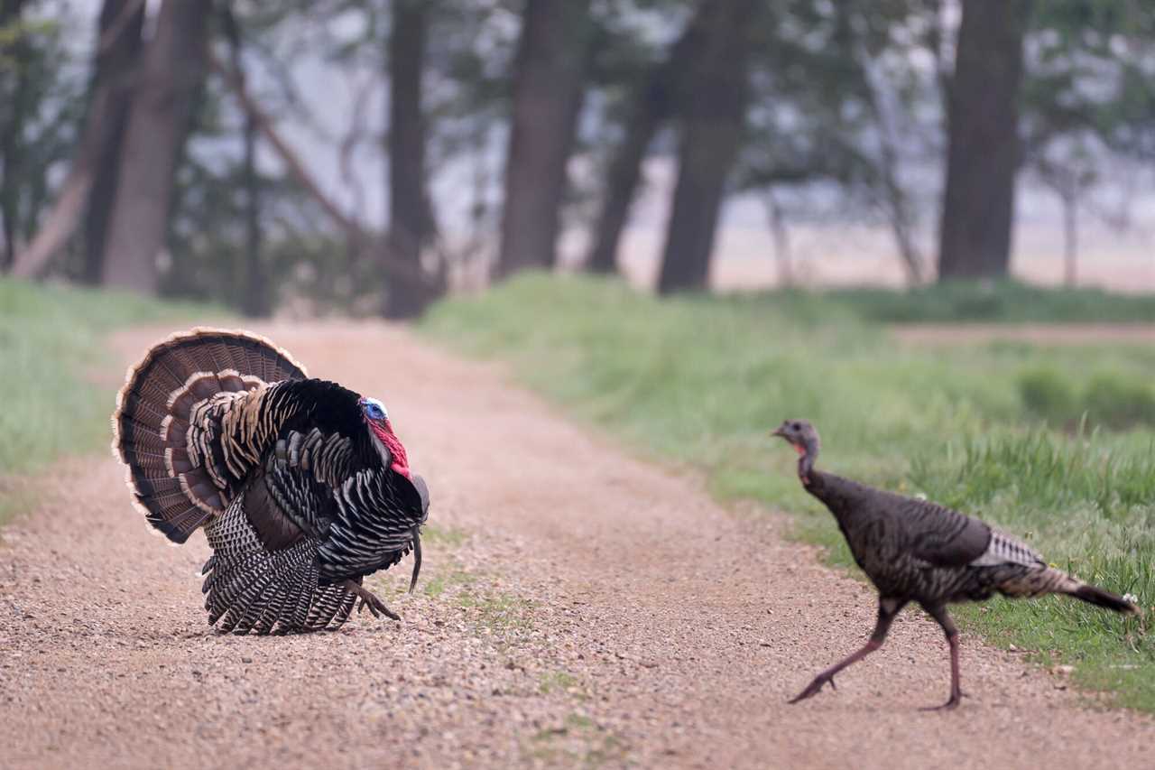 longbeard turkey and hen