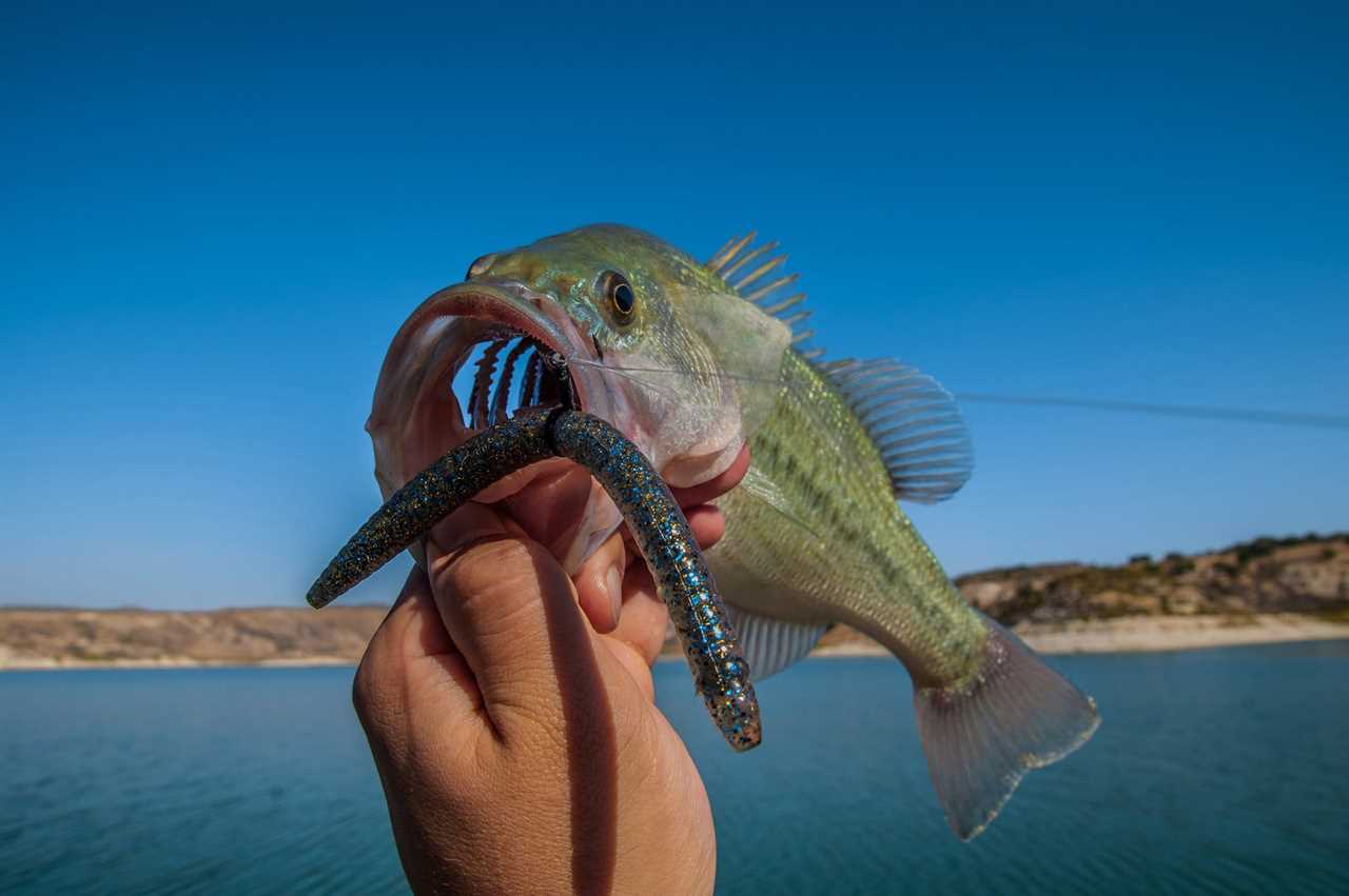 what do bass eat 5