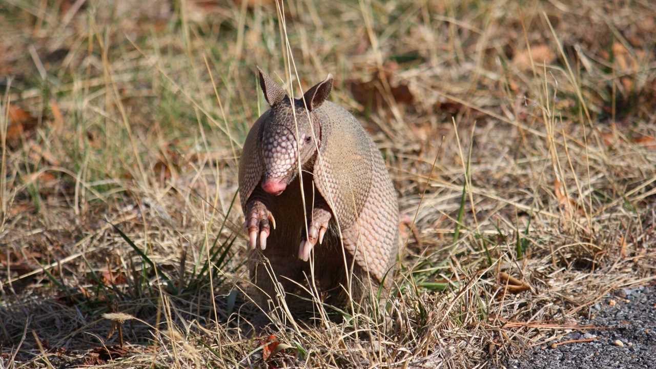 Where Did All These Armadillos in Missouri Come From?