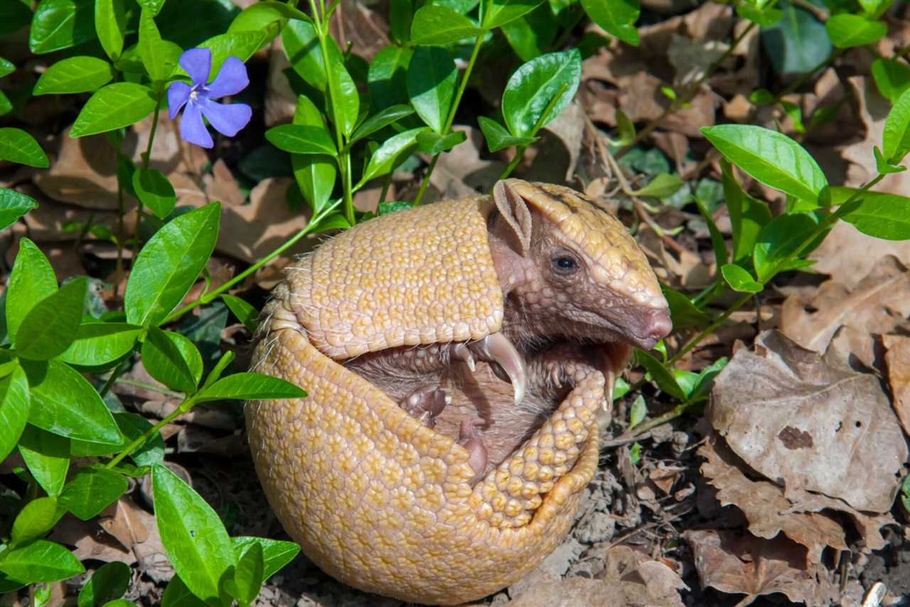 southern three-banded armadillos