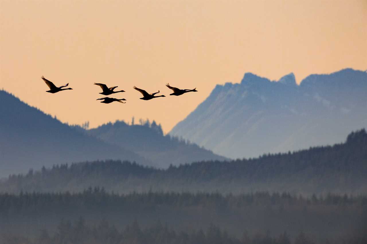 utah swan hunting proposal 1