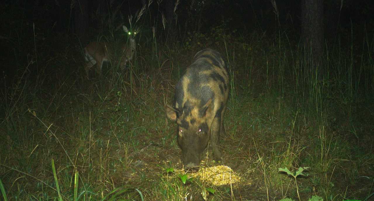 feral hogs