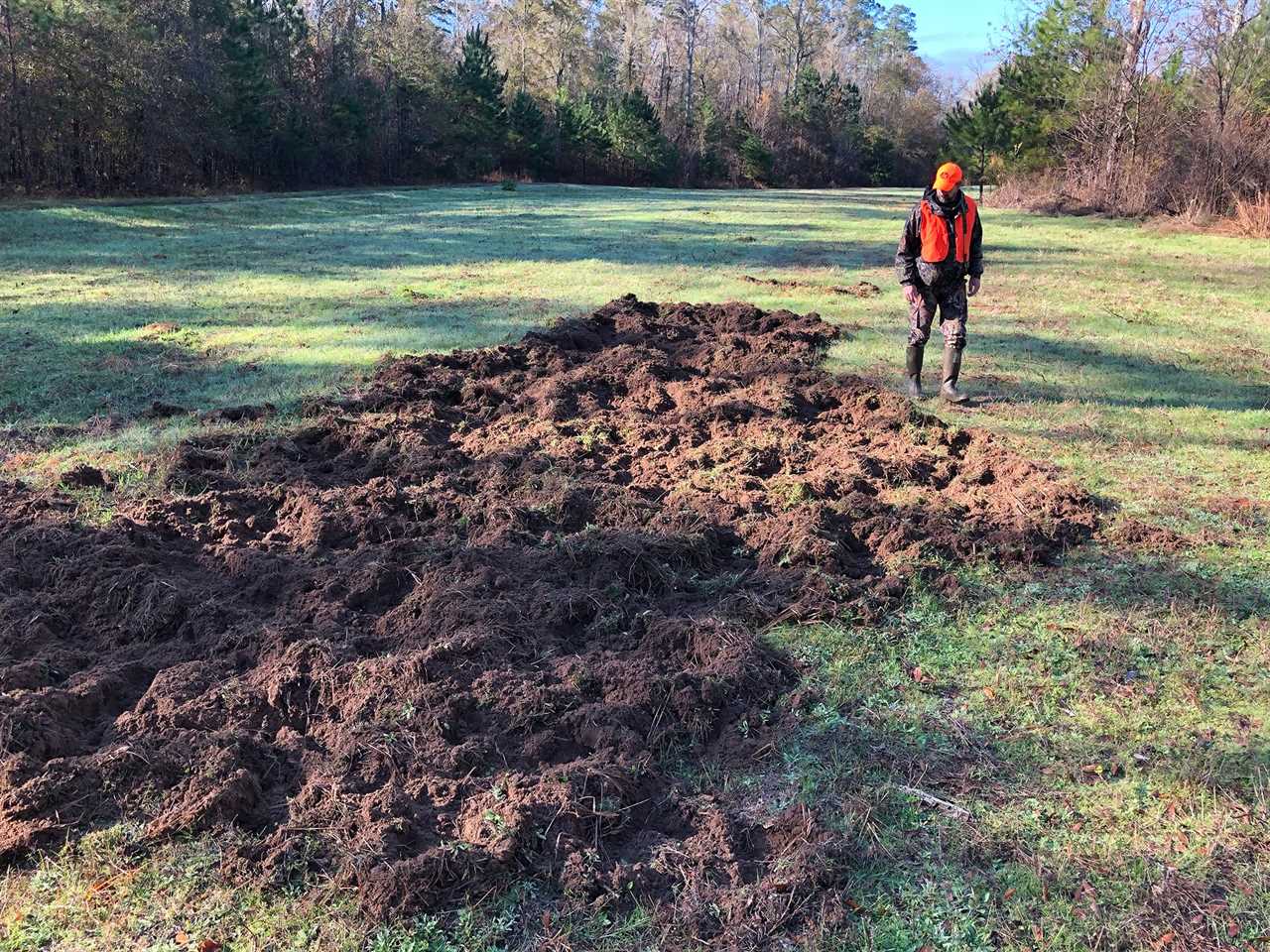 feral hogs rooting