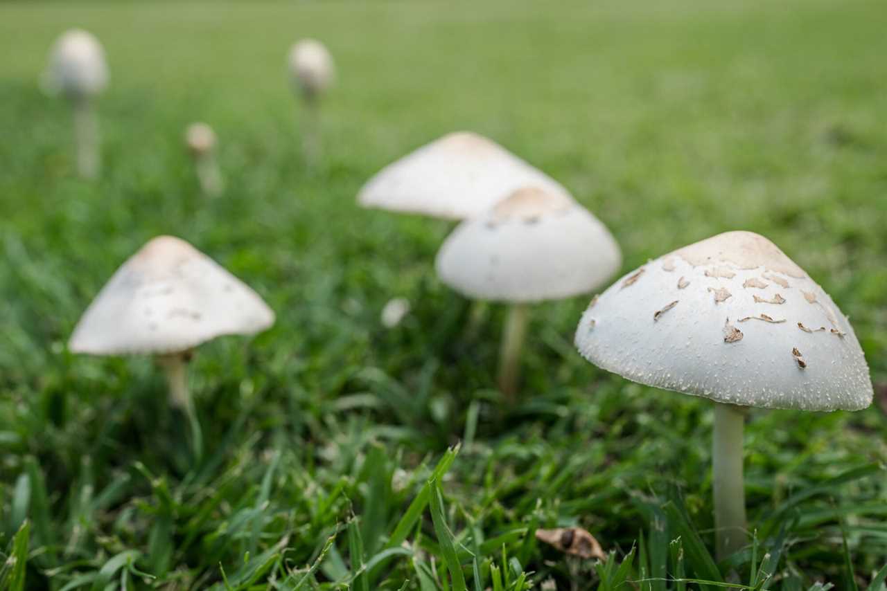 green-spored parasol 