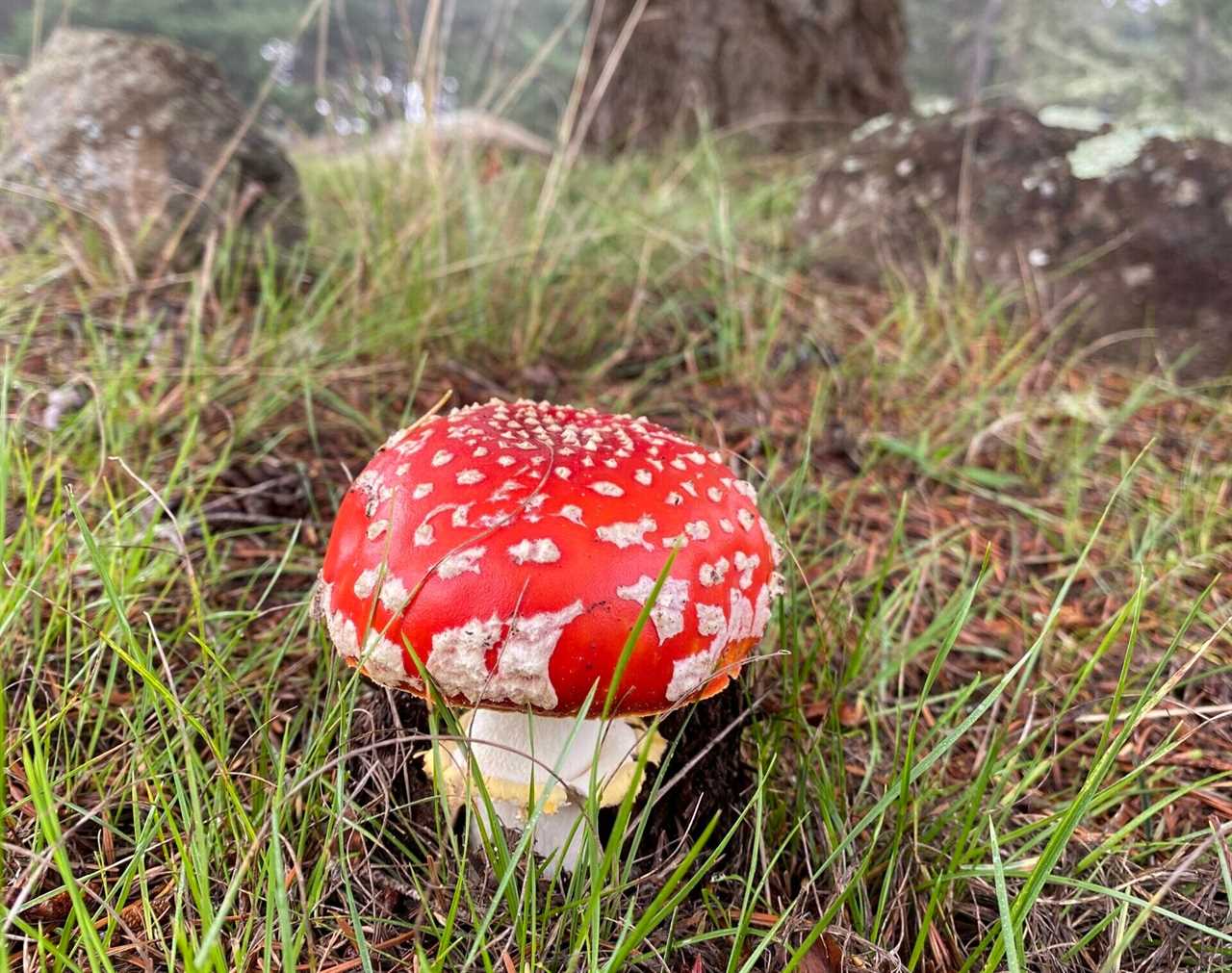 amanita muscaria poisonous mushroom