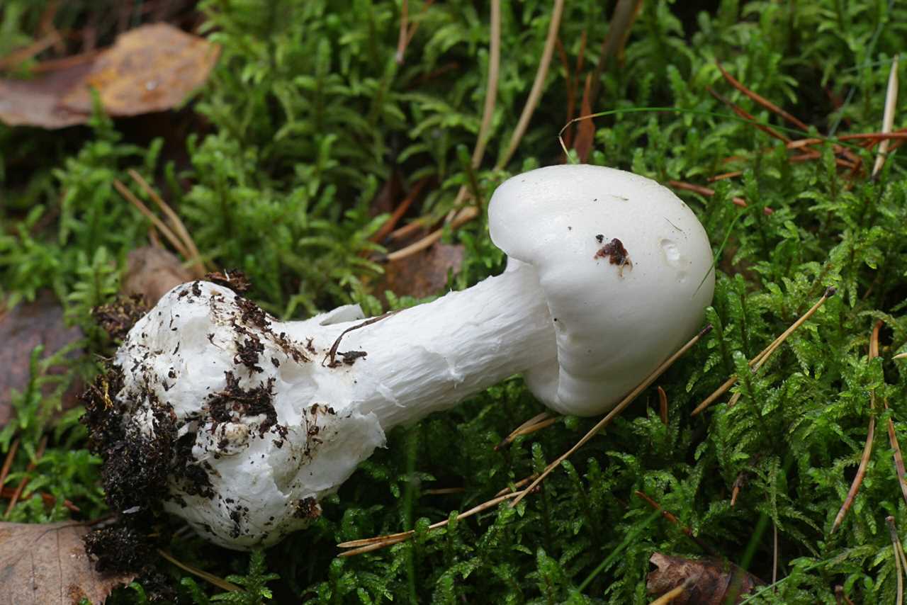 destroying angel poisonous mushroom